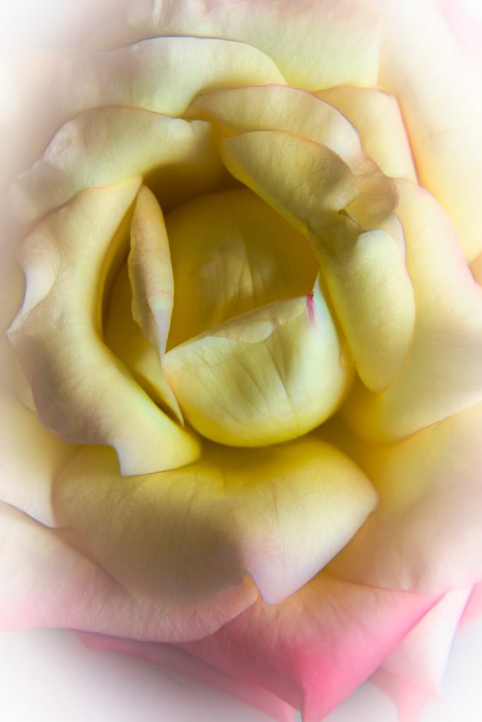 Soft Rose - Judy Lanier